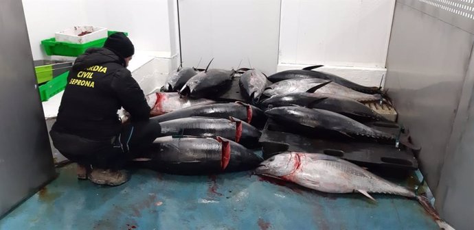Doce atunes rojos decomisados en Mercasevilla