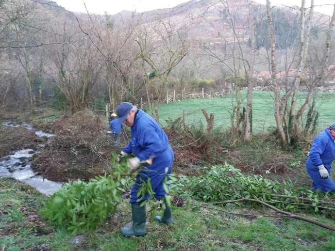La CHC limpia los cauces de varios arroyos en Entrambasaguas y Cabuérniga