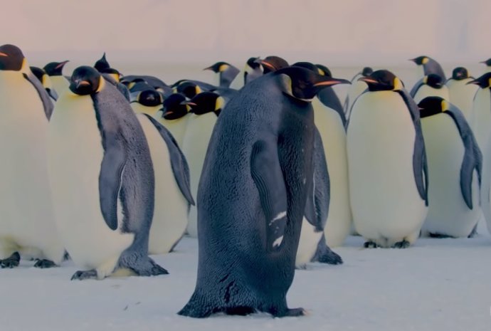 La BBC filma Un pingüino emperador negro y se pregunta: ¿Podría ser este el ping