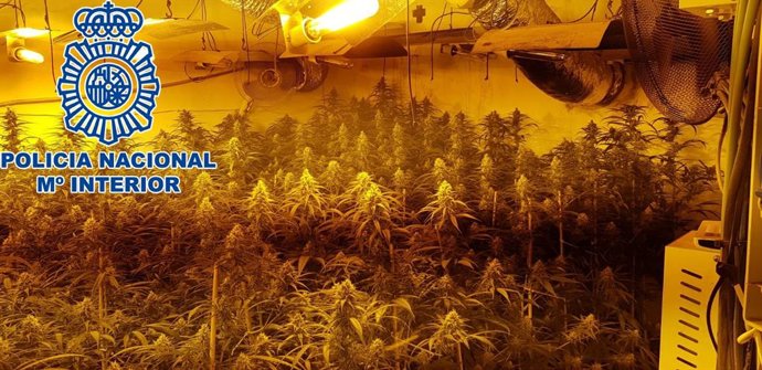 PLantación de marihuana intervenida en Sanlúcar