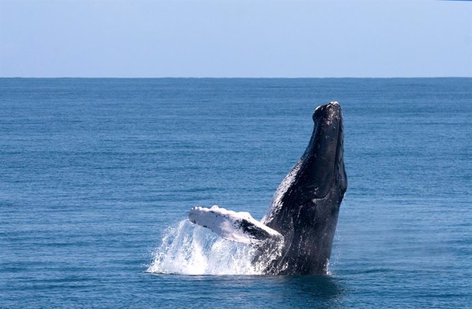 Las espectaculares ballenas jorobadas llegan a República Dominicana