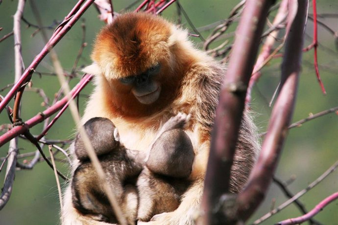 Hembras de una especie de mono comparten el amamantamiento de sus crías