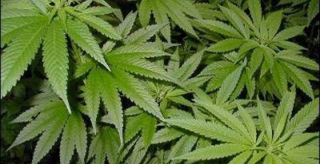 Policía desmantela una plantación con 114 plantas de marihuana y detiene a tres 