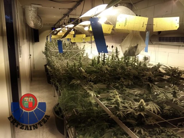 Marihuana sail bat aurkitu dute Astigarrako pabiloi batean