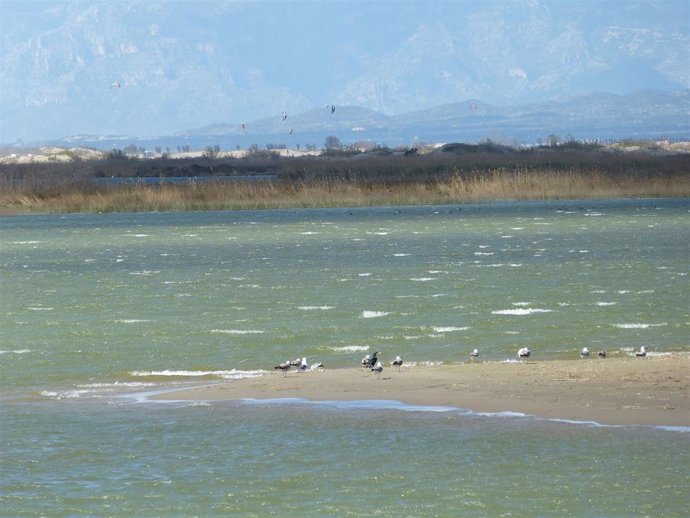 Aves en el Delta del Ebro, Delta de l'Ebre