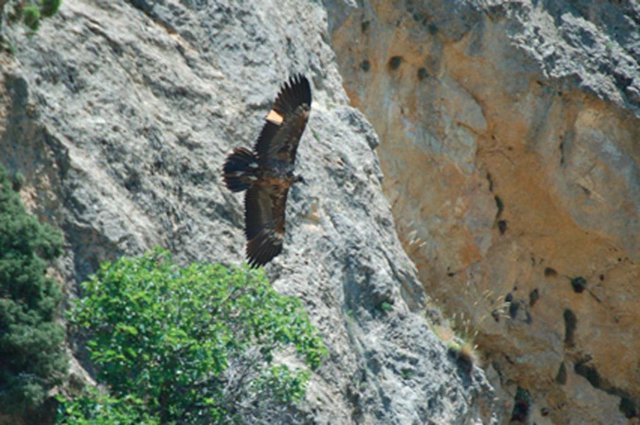 El quebrantahuesos Tono en una imagen de archivo.