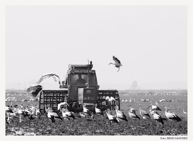 Sevilla.- Una muestra fotográfica de Bego Sánchez refleja la cosecha del arroz e