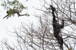 Un chimpancé de Gombe captura un mono colobo rojo juvenil.