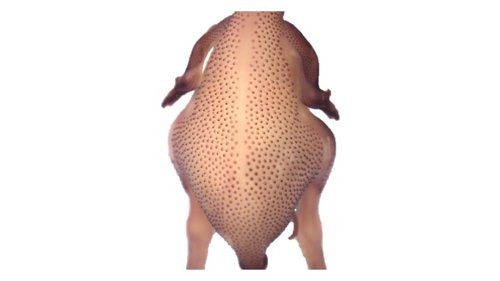 Identifican el patrón de formación de las plumas de las aves