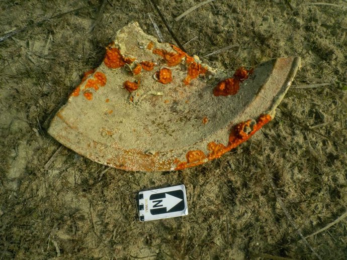 Localitzen un derelicte en aigües de Pollena d'una nau poca romana que transpo
