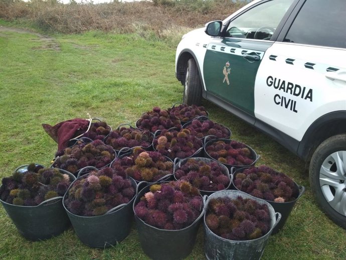 Denunciadas cinco personas por extraer erizos de forma ilegal en Oleiros (A Coru
