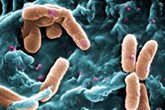 Foto: Una correcta dosificación de antibióticos podría preservar la diversidad microbiana pulmonar en fibrosis quística
