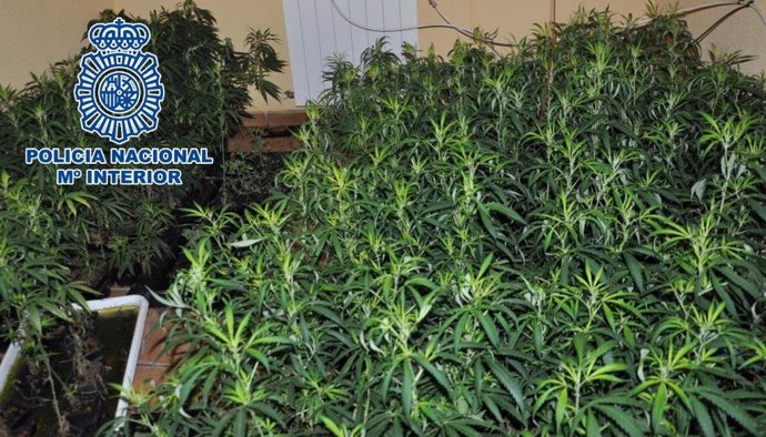 Desmantelan en Dénia un cultivo hidropónico de marihuana con 500 plantas y 40 ki