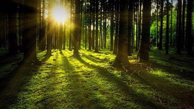 Tecnología para replantar 100.000 árboles