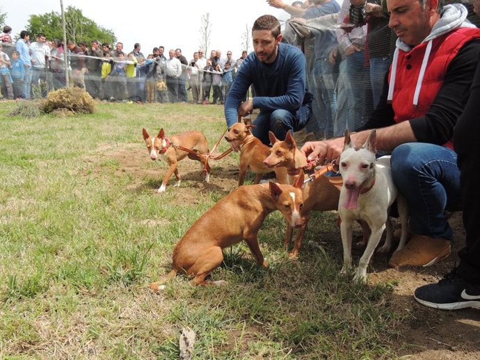 Podencos en el Día del Cazador en Quinana de la Serena