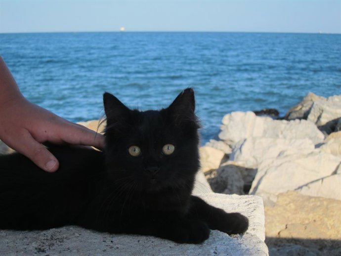 GATO, MASCOTA, PLAYA