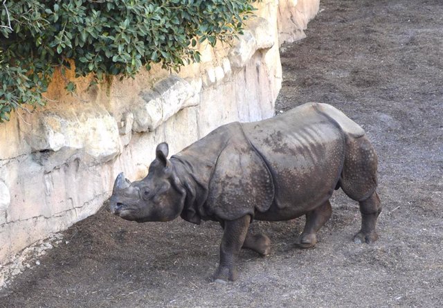 Rinoceronte Tarun