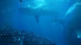 Las ballenas azules confían más en la memoria