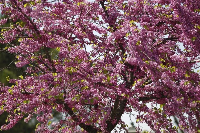 Buen tiempo, clima, altas temperaturas, temperatura, primavera, primaveral