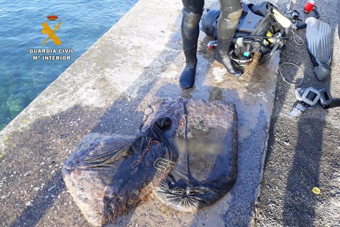 La Guardia Civil interviene 35 kilos de anémonas a un mariscador en Santander