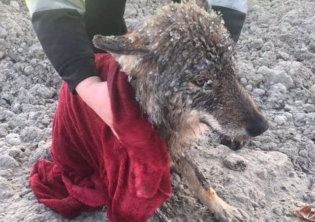 Tres operarios rescatan a un 'perro' de un lago helado y más tarde descubren que