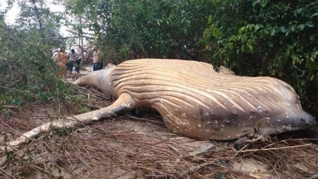 Una ballena jobada aparece misteriosamente en mitad de la selva amazónica 