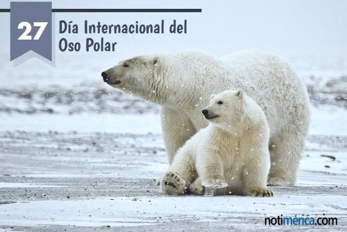 27 De Febrero: Día Internacional Del Oso Polar, ¿Por Qué Se Conmemora Hoy?