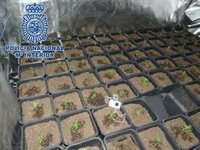 Tres detenidos tras desmantelar dos puntos de cultivo de marihuana en Sanlúcar (Cádiz)