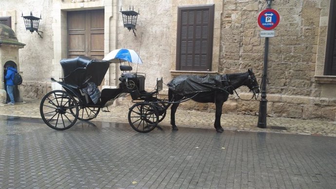 Un caballo de galeras bajo la lluvia