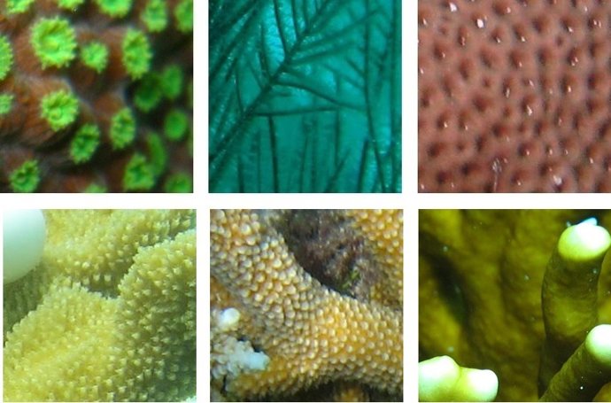 Aplican inteligencia artificial para el reconocimiento y clasificación de corale