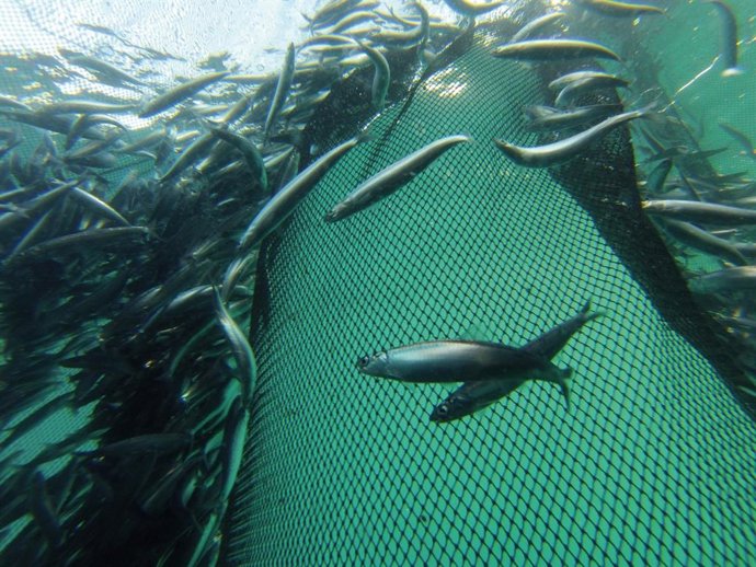 Azti constata que la anchoa del Golfo de Bizkaia resiste al cambio climático y s