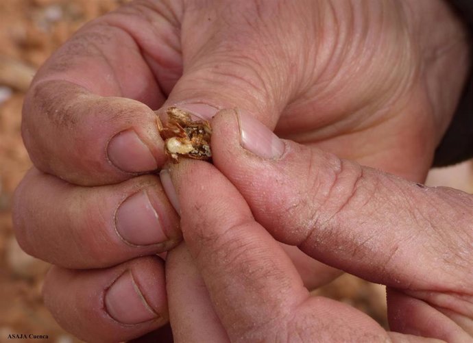 Larva avispilla en almendro