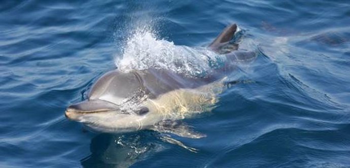 Ejemplar de delfín en el Mar de Alborán