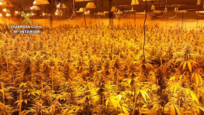 La mayor plantación de marihuana desmantelada en la provincia de Córdoba
