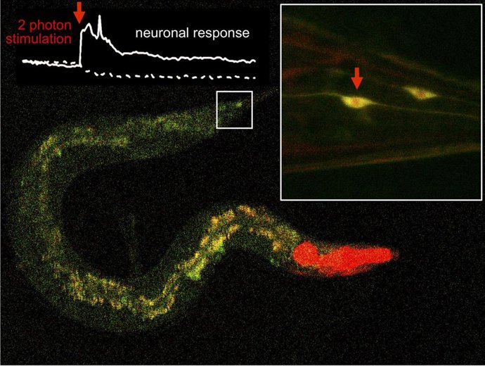 Una nueva técnica con infrarrojos permite controlar la actividad de una molécula