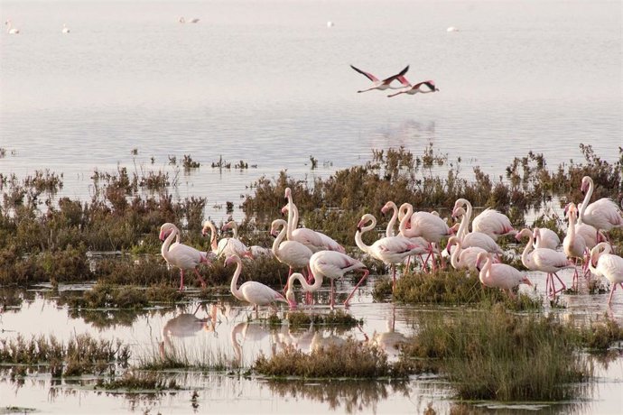 Flamencos del Parque Natural de Doñana en una foto de archivo