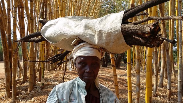 Mujer en República Democrática del Congo portan leña