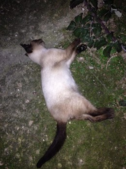 La Agrupación SPLA denuncia ante la Guardia Civil la aparición de varios casos d