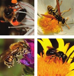 Abejas y avispas