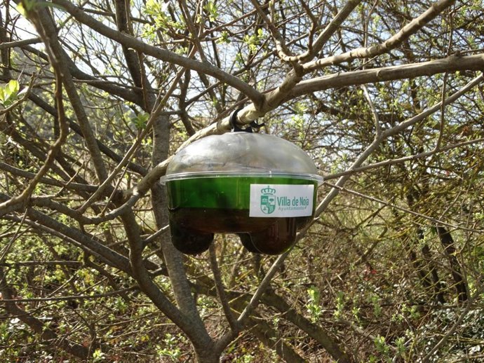 Trampa para avispa asiática en Noja                            