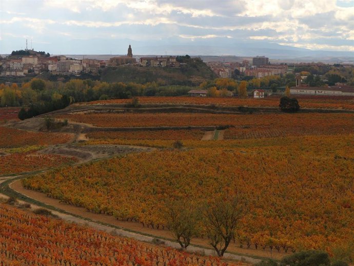 Viñedos con Haro al fondo