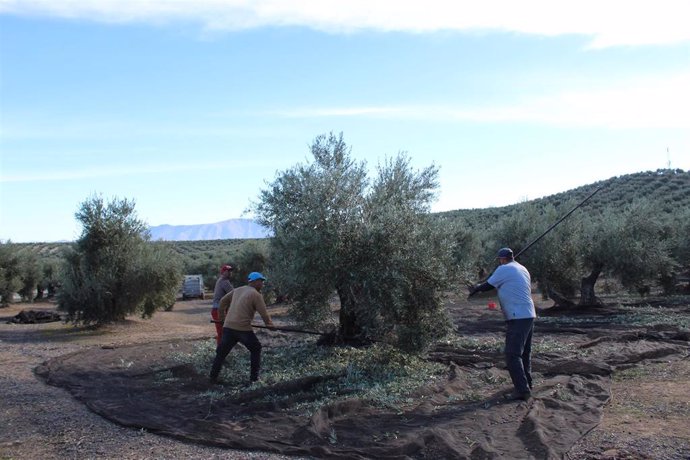 Trabajadores recogen aceituna en un olivar de Sierra Mágina.