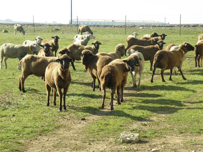 Ovejas