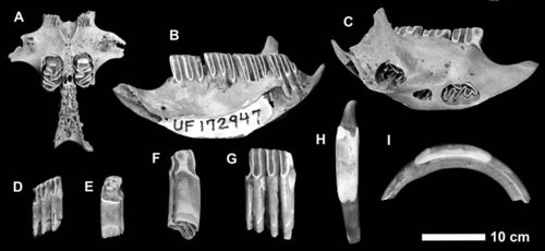 Nuevas especies de mamíferos en la digestión fosilizada de cocodrilos