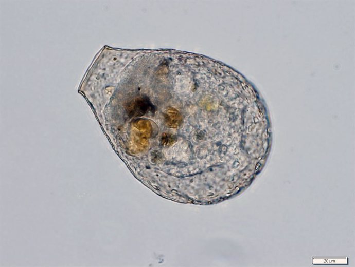 Las amebas tecadas descienden directamente de organismos anteriores a los primer