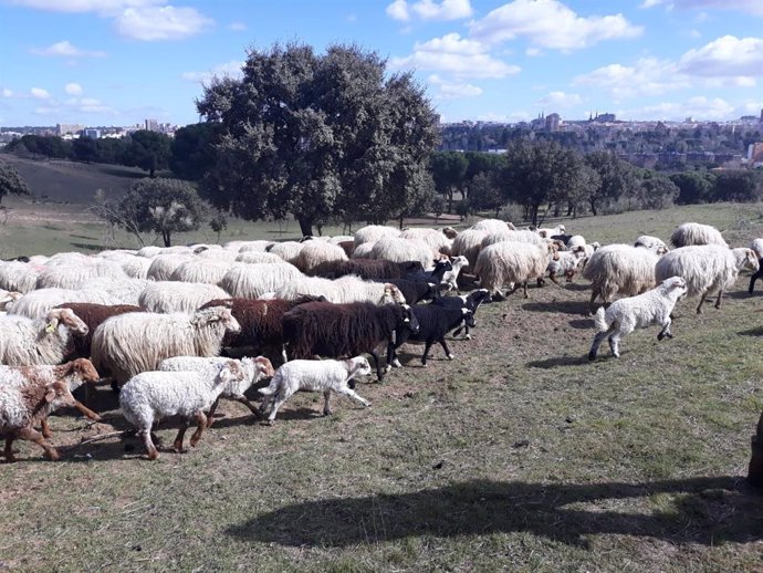 Comienza el apadrinaje de las ovejas de la Casa de Campo y la convocatoria para 