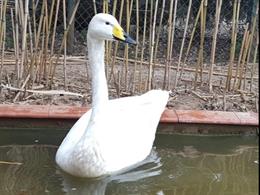 Liberado en el lago de Ivars y Vila-sana (Lleida) el cisne cantor encontrado en 