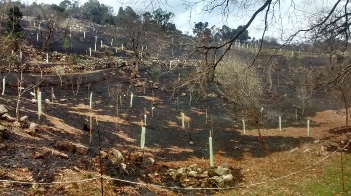FNYH convoca otra reforestación en los Pozos de Valcaba tras incendiarse