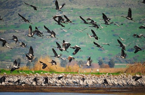 Wikipedia revela secretos de la biodiversidad