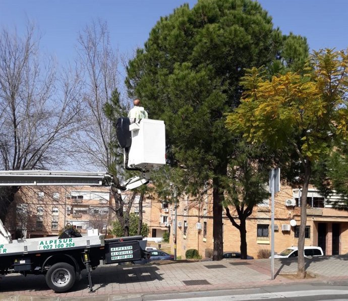 Sevilla.- El Ayuntamiento de Alcalá de Guadaíra trata contra la procesionaria de